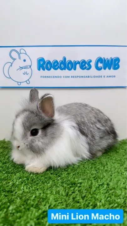 Filhotes de Mini Coelhos (Roedores CWB)  - Foto 6