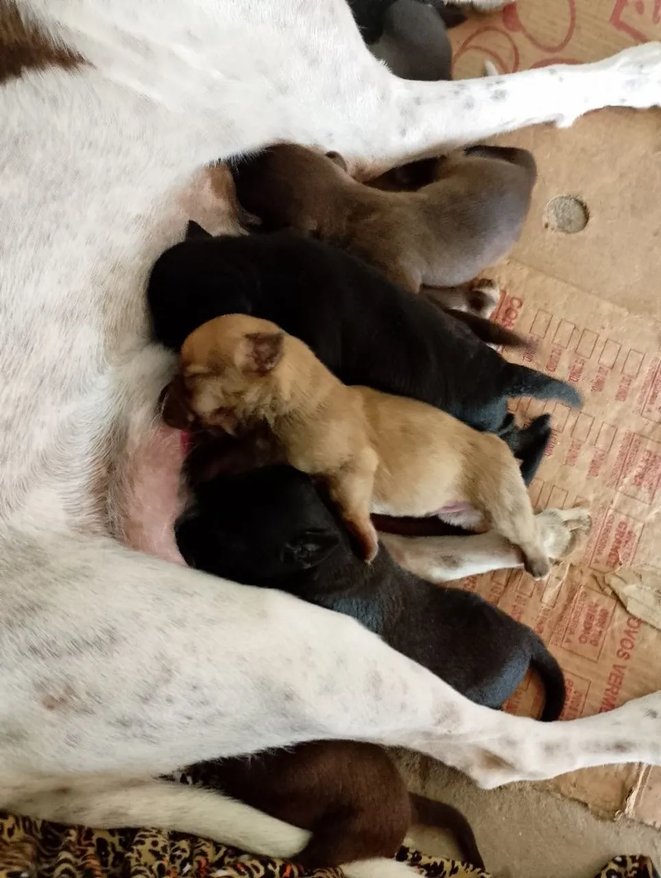 Filhotes de cachorro