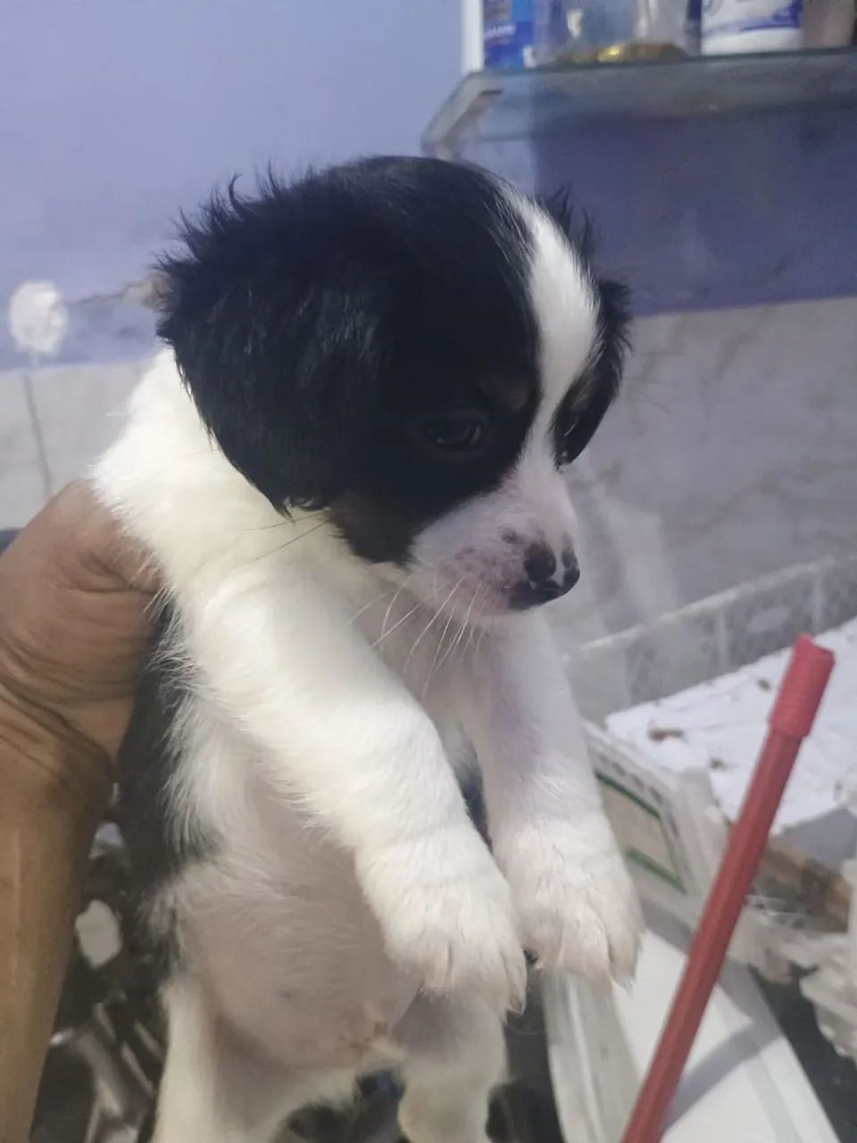 Animais portes pequenos  - Foto 4