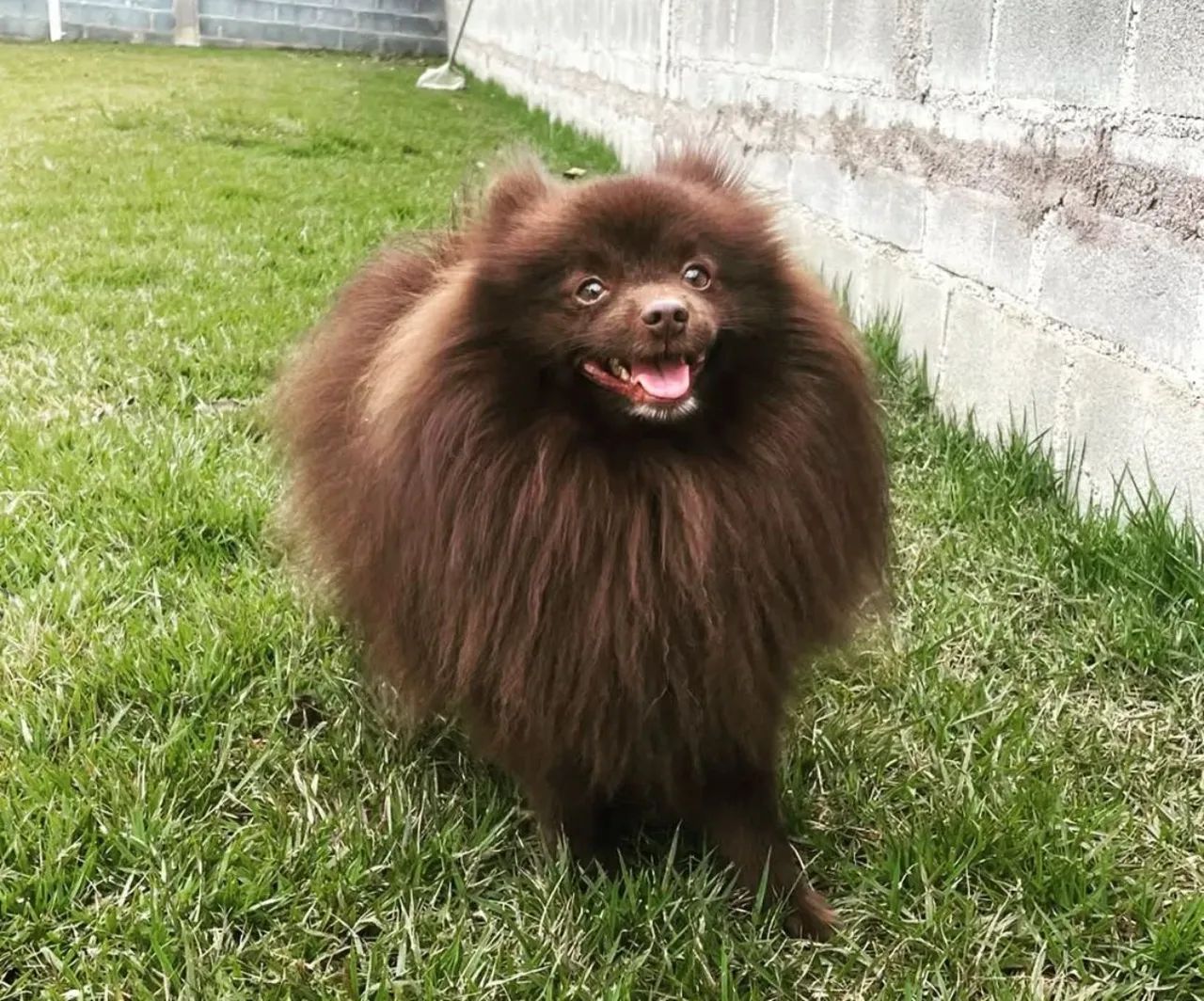 Filhote de luluzinho Preto olhos negros a pronta entrega  - Foto 3