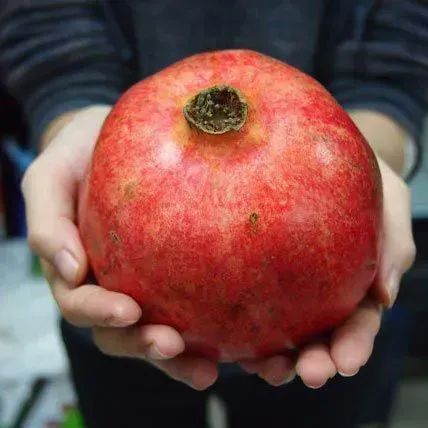 Romã gigante vermelha Wonderfull (punica Granatum) - vendo mudas - Foto 2