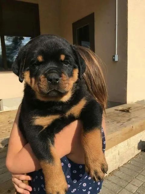 Filhote de Rottweiler 