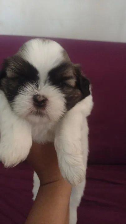 Filhote Shih Tzu - Lindíssimo!
