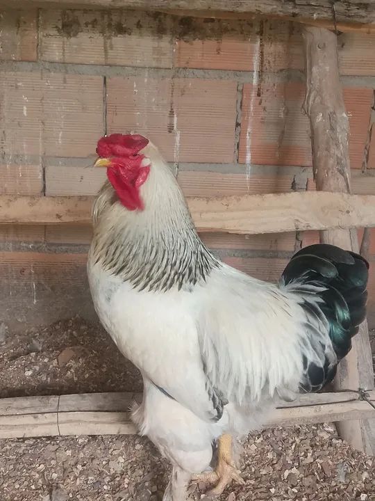 Galinhas Brahma light - Foto 2