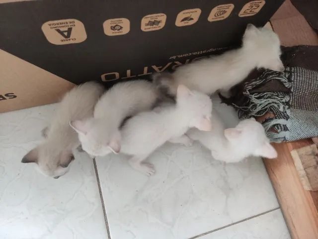 Filhotes Gato Siamês p/ Doação 