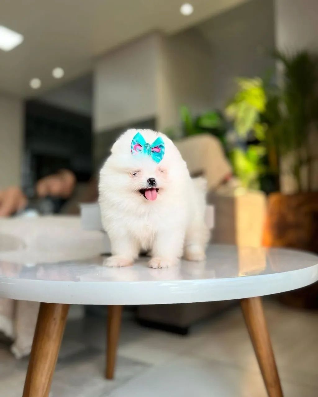 Spitz alemão e lulu POMERÂNIA  - Foto 5