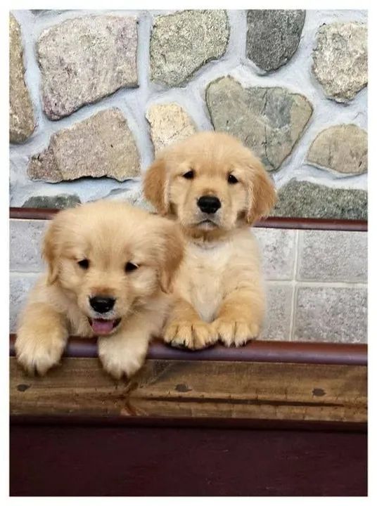 Golden Retriever: Perfeitos