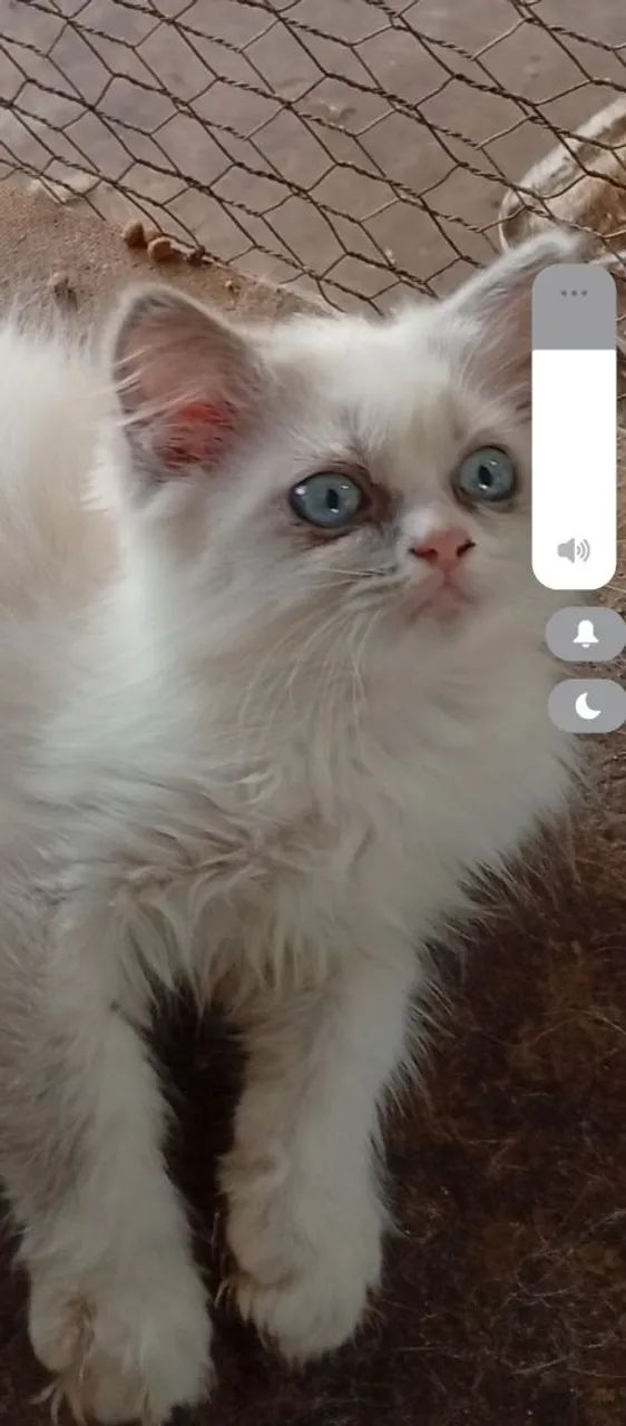 Gato pesa com angorá lindo dos olhos azuis  - Foto 2