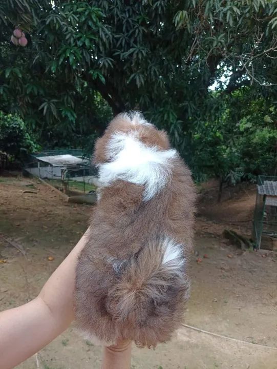 Filhote Shih Tzu - Lindíssimo! - Foto 6