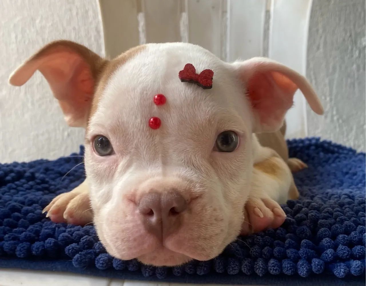Filhotes de American Bully  - Foto 2