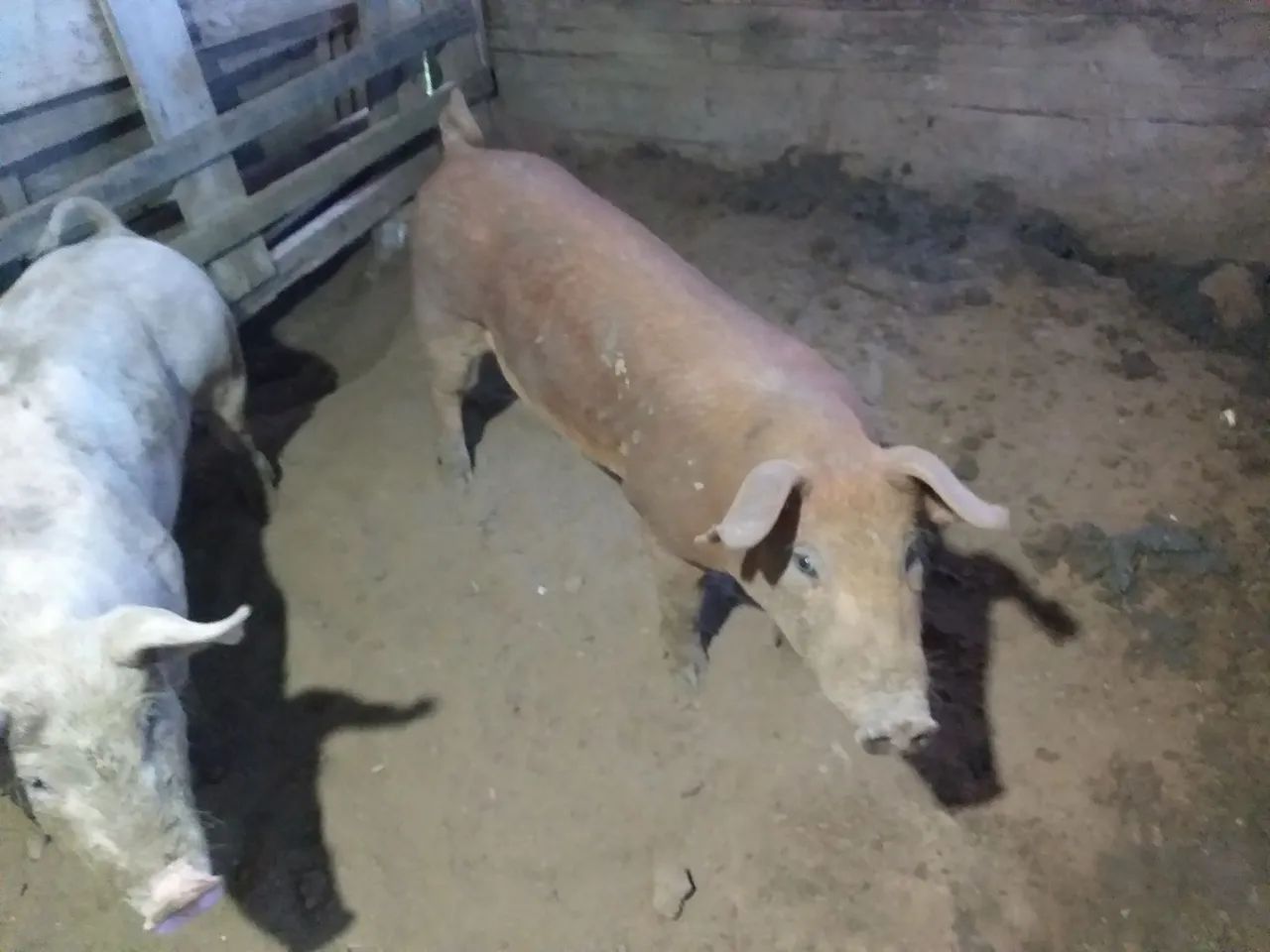  1Porco reprodutor  para venda - Foto 3