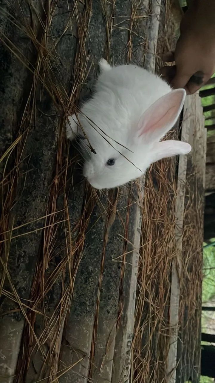 Filhotes Gigante de Flandres