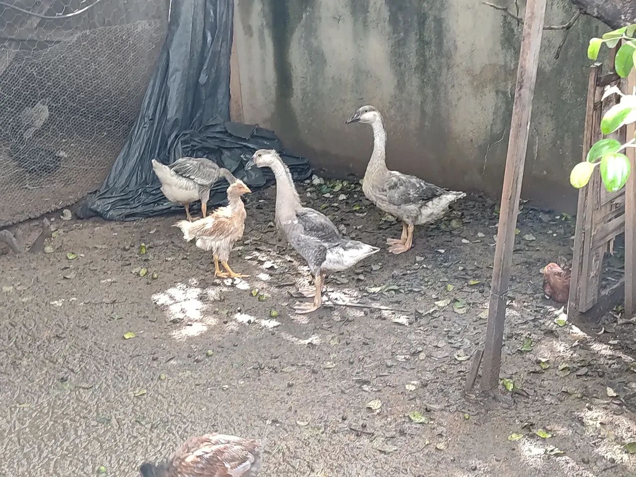 Vende-se gansos ( fêmeas) filhotões - Foto 2