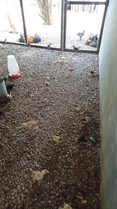 Pintos caipiras legítimo venda! - Foto 2