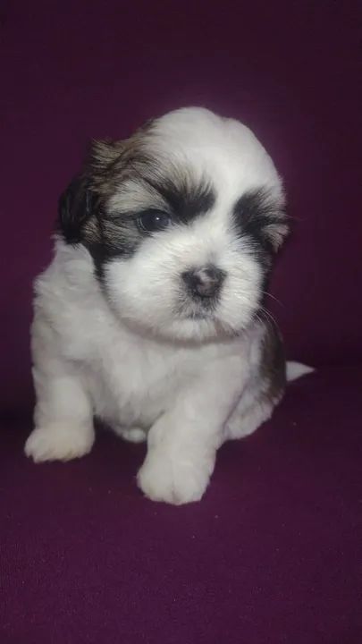 Filhote Shih Tzu - Lindíssimo! - Foto 5