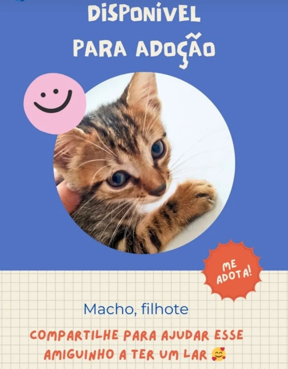 Gatos para adoção 