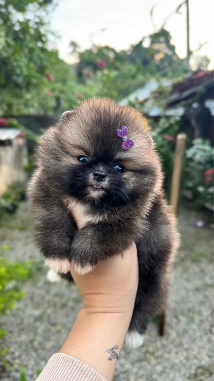 Spitz Alemão Anão  - Foto 3