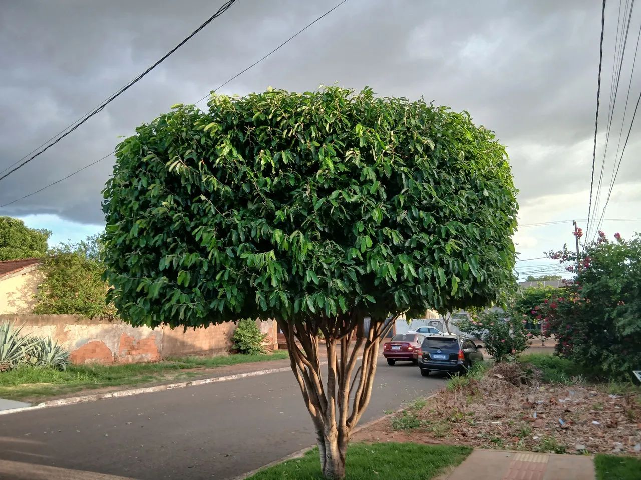 Jardinagem em geral - Foto 3