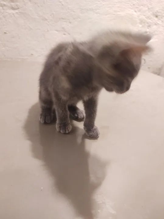 Gatinha cinza pra adoção, se estiver interessado me contate 