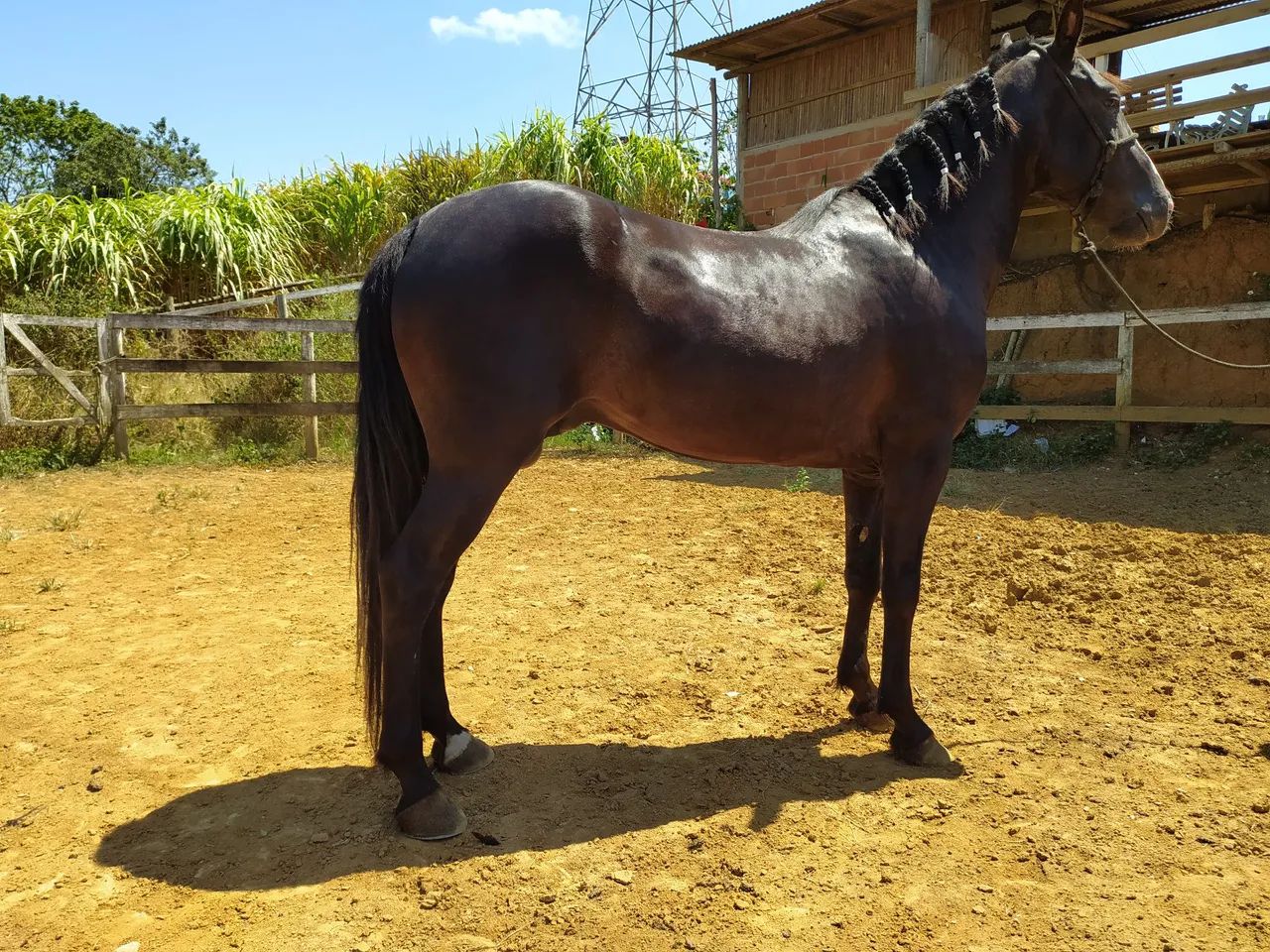 Cavalo Mangalarga Marchador 