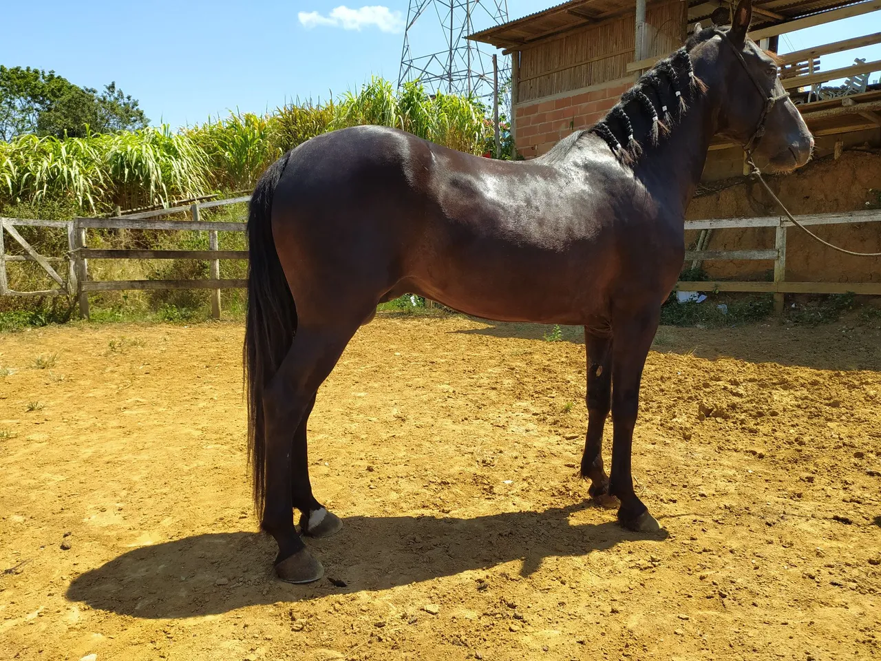 Cavalo Mangalarga Marchador 
