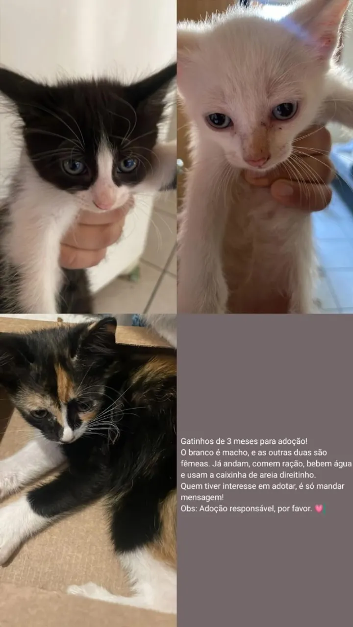Gatos