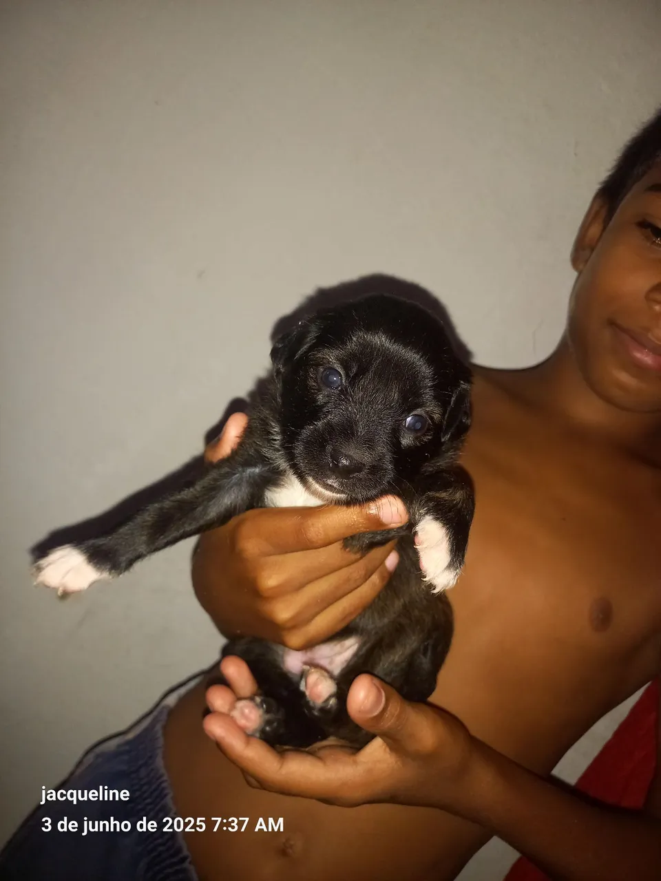 Doação  de uma cadela. SRF.filhote.48 dias de nascida
