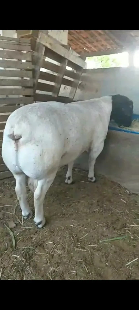 Borregos Dorper