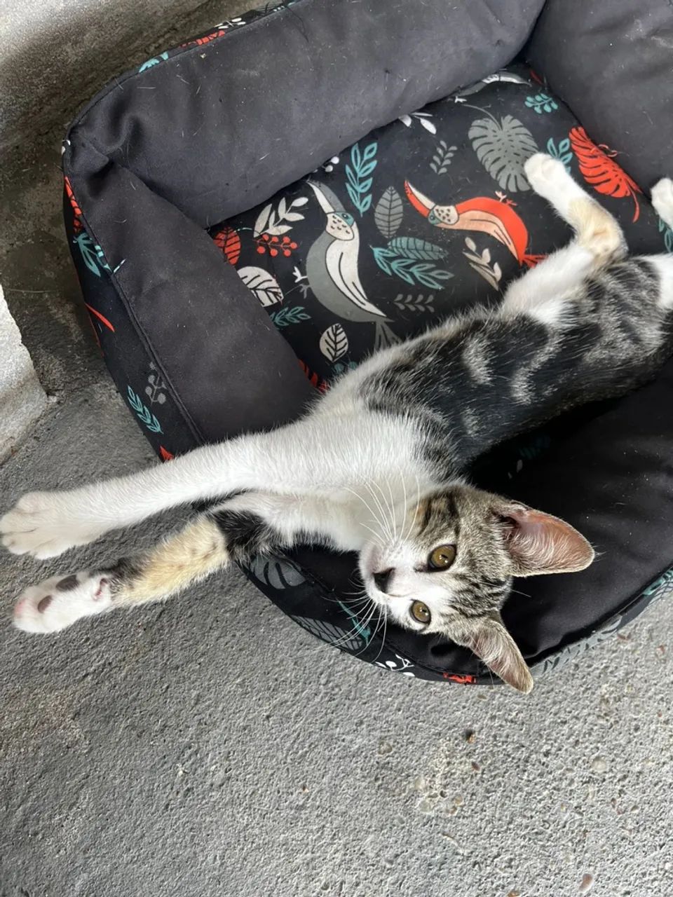 Gato para a doação 