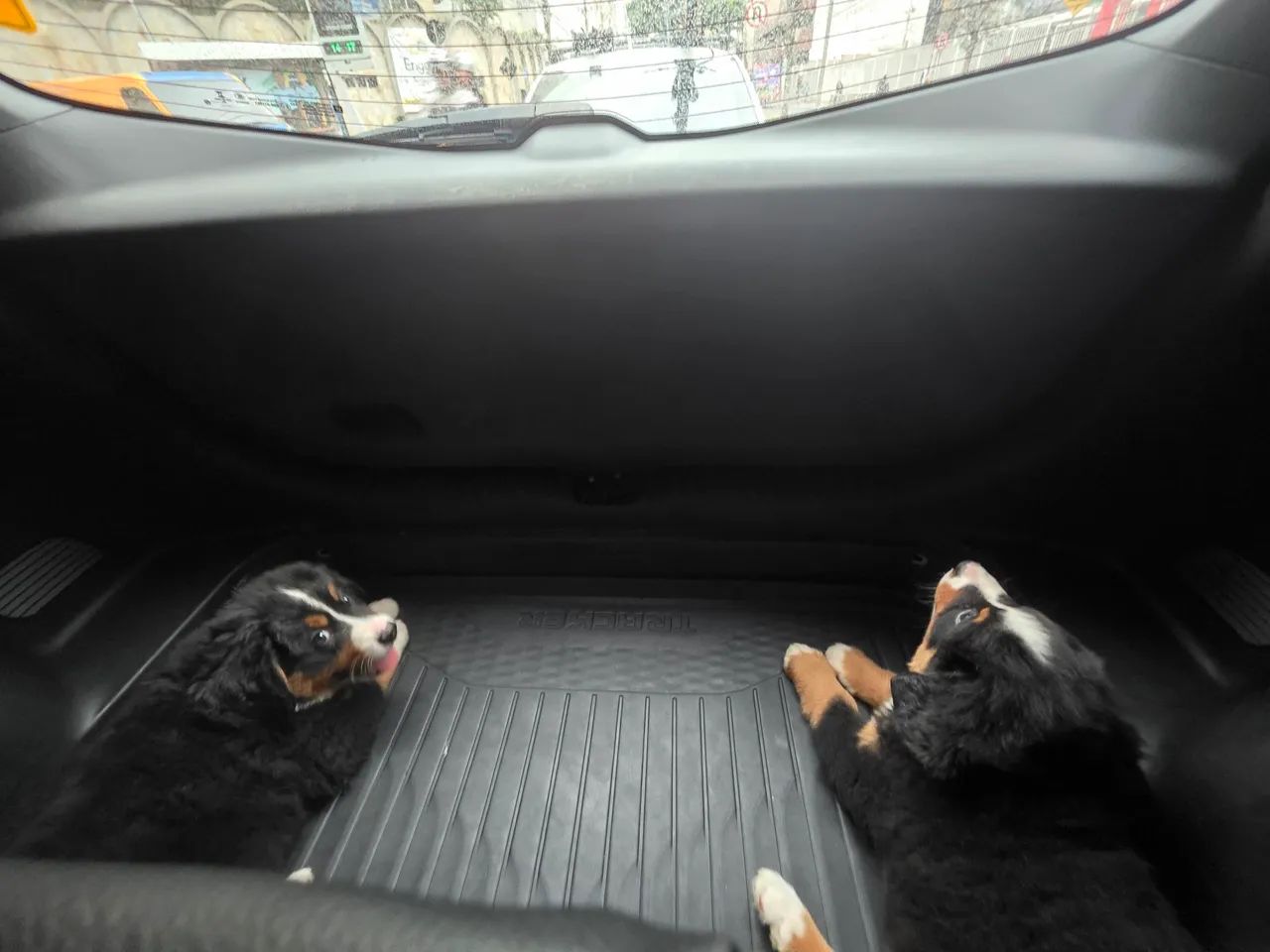 Filhotes de Bernese  - Foto 2