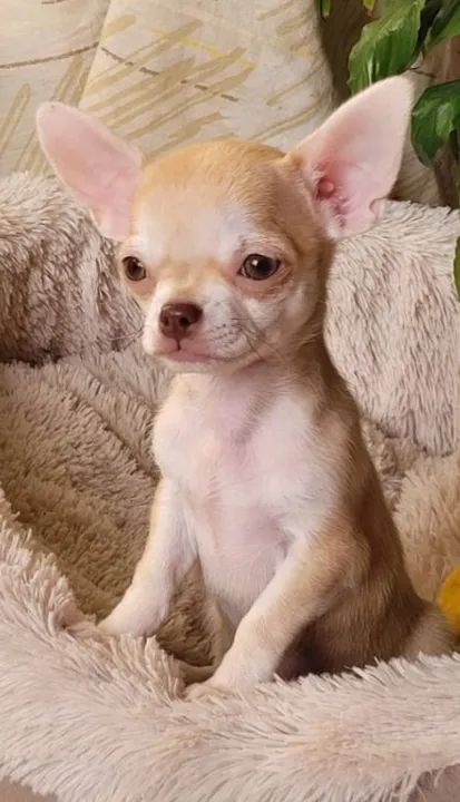 Chihuahua: Filhotes Super Pequenos - Pelo Curto ou Longo, Diversas Cores!