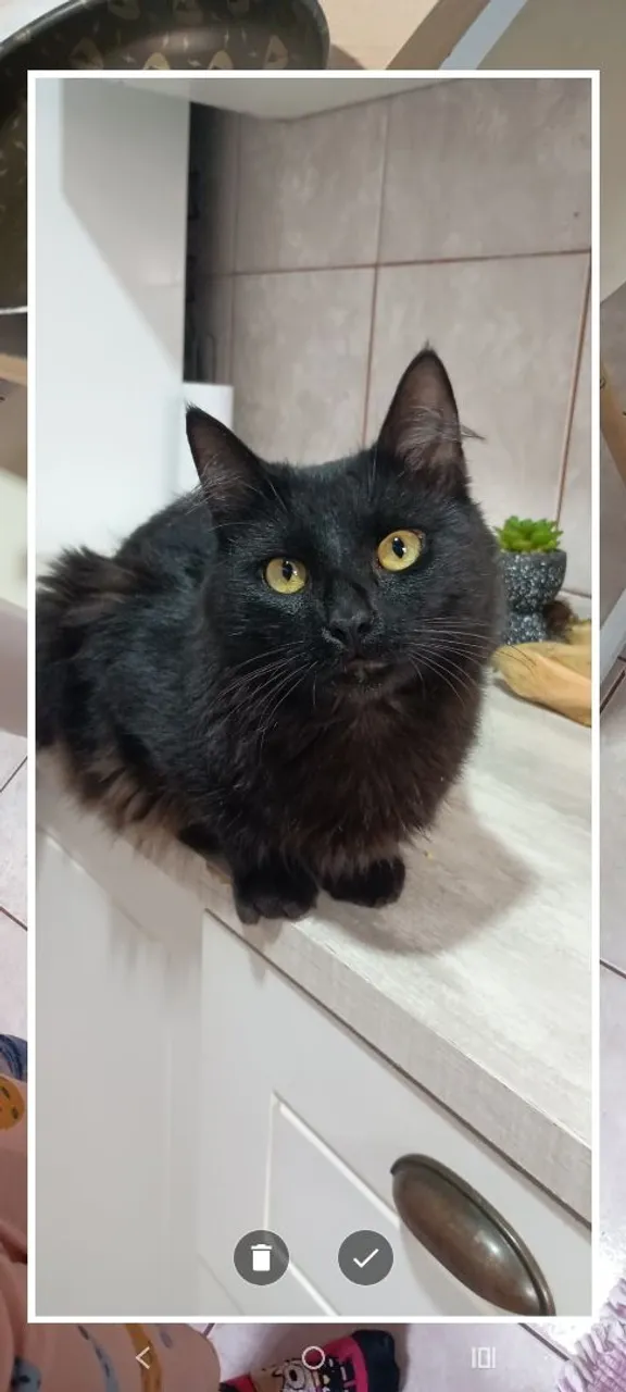 Gatinho preto charmoso para adoção