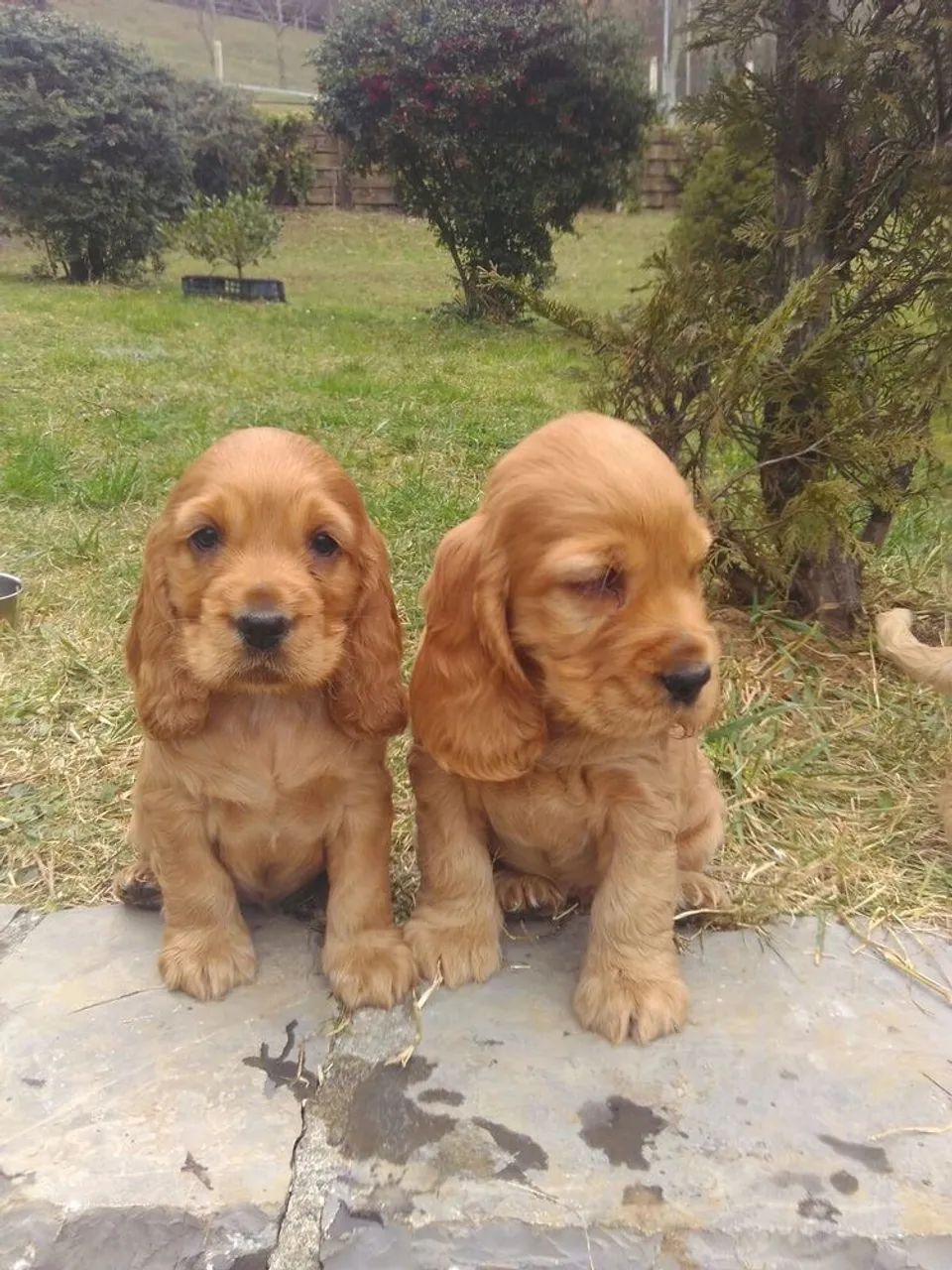 Cocker Spaniel inglês - filhote macho e fêmea 