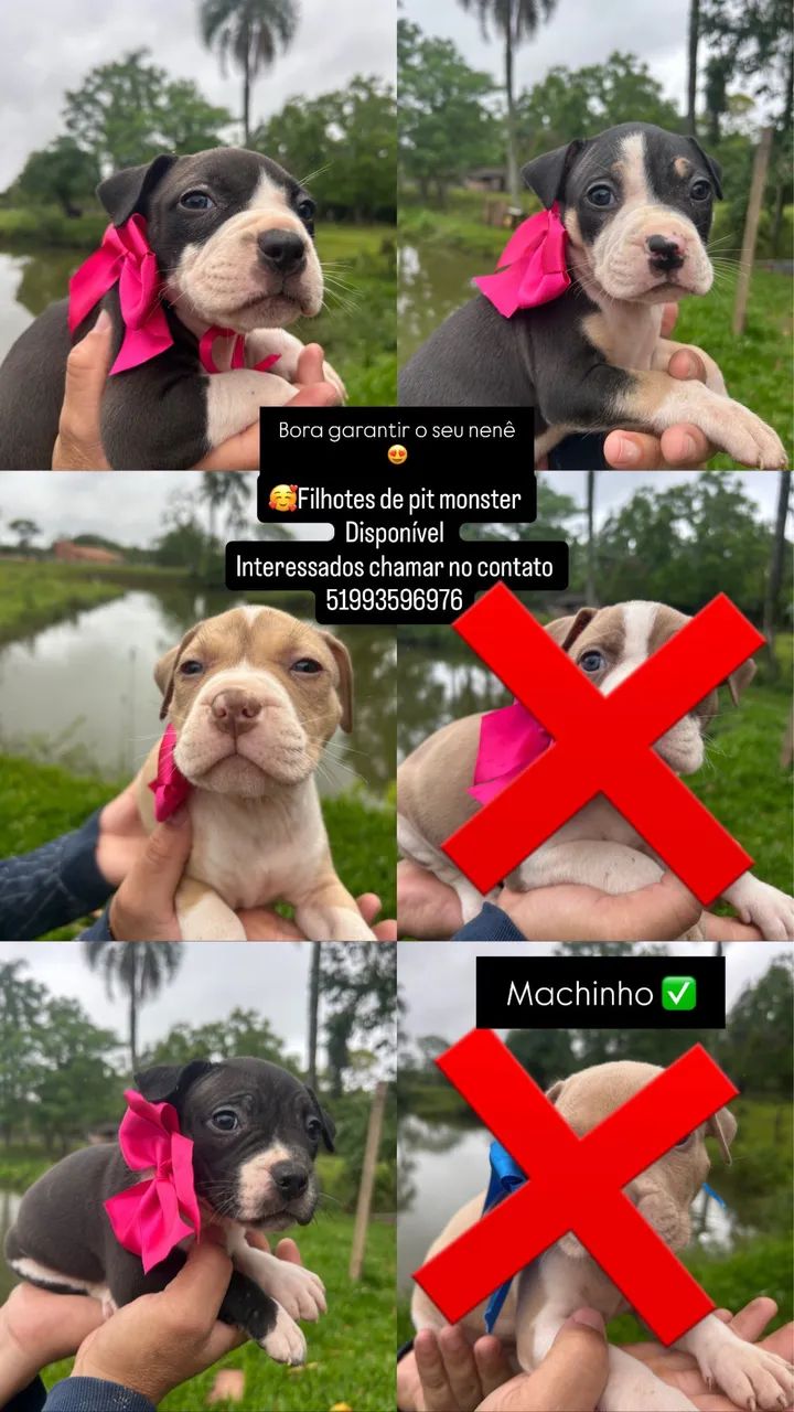 Filhotes de pit monster 