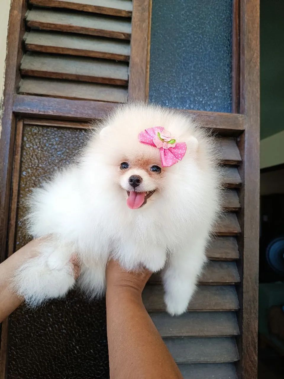 Linda Spitz  - Foto 4