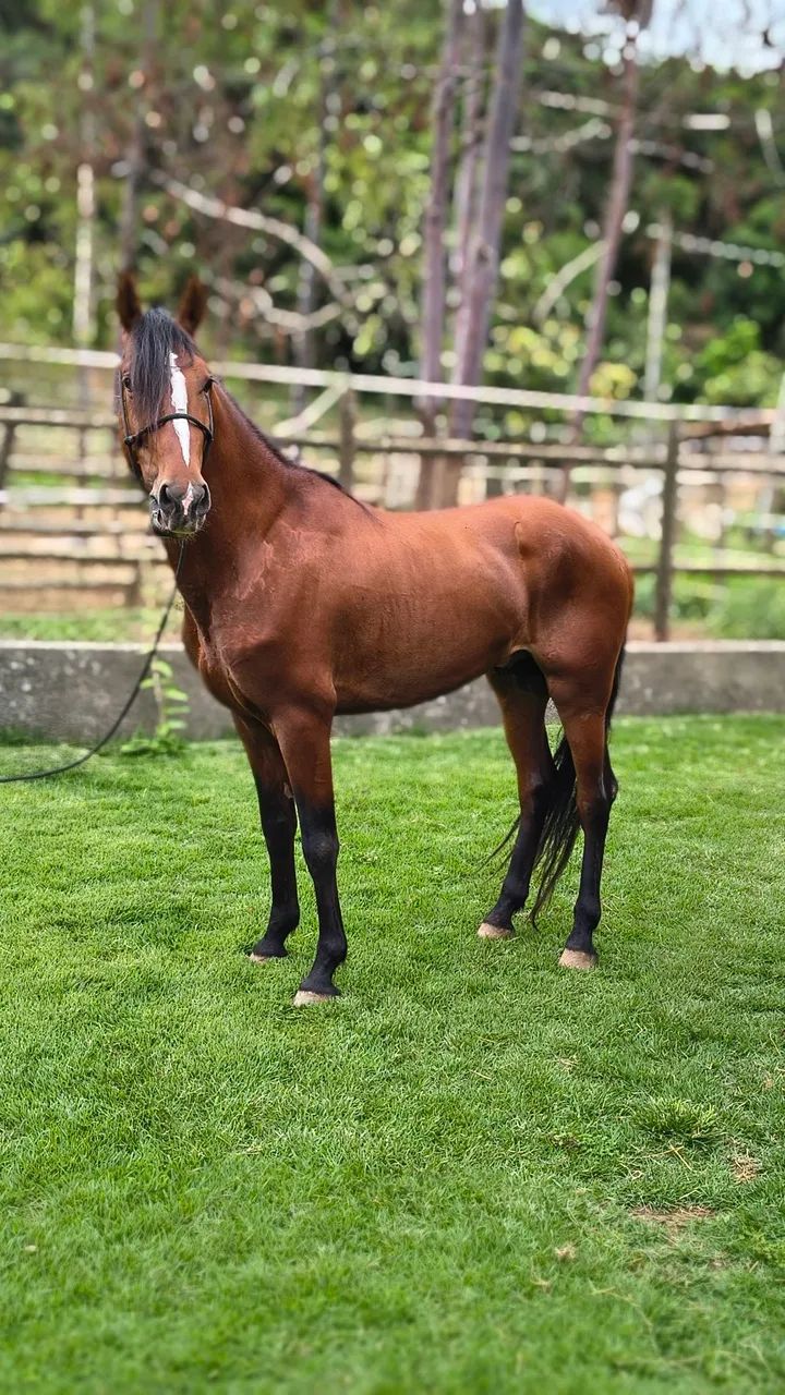Cavalo MM inteiro registrado. - Foto 3