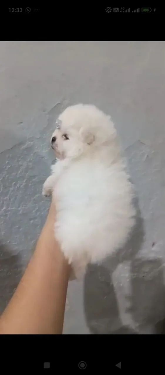 Machinho spitz  - Foto 2