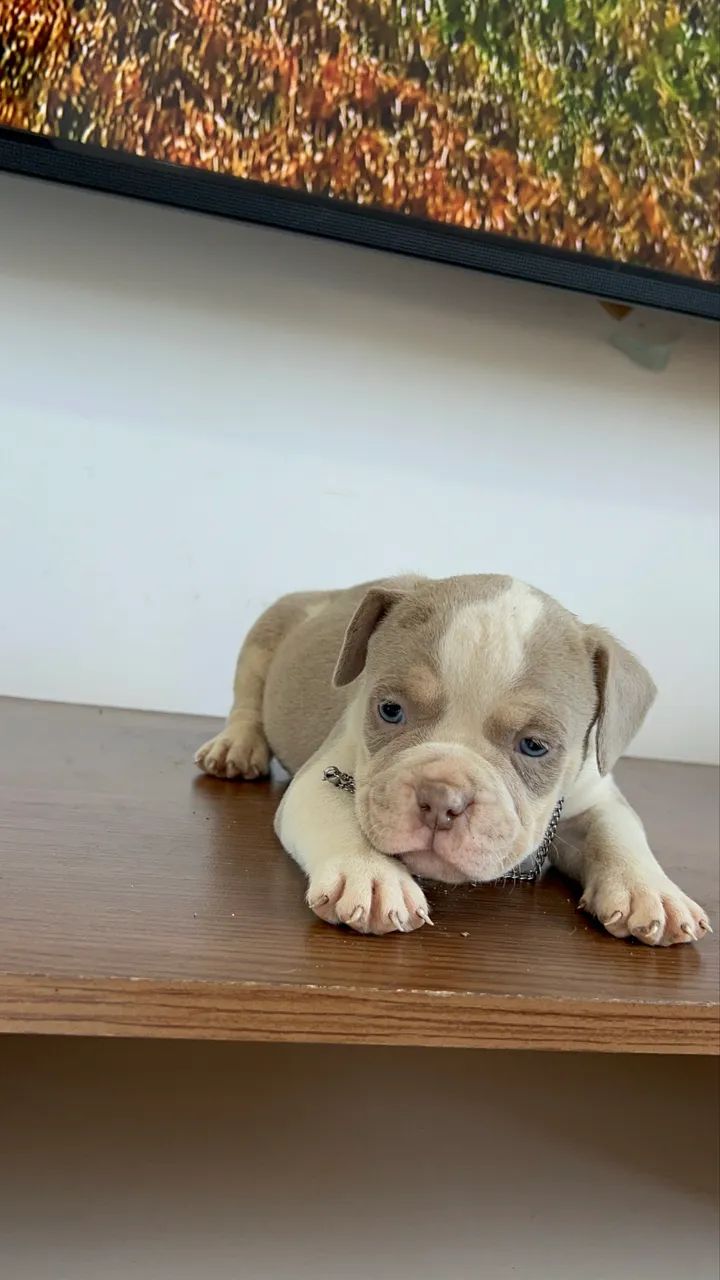 American Bully  - Foto 3