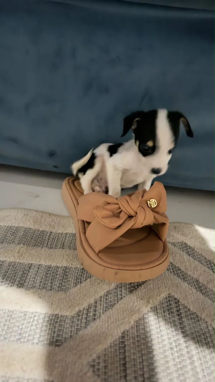Pinscher zero Macho  - Foto 4