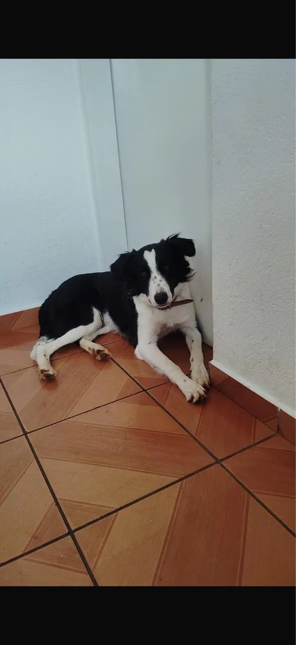 Doação  - Foto 4