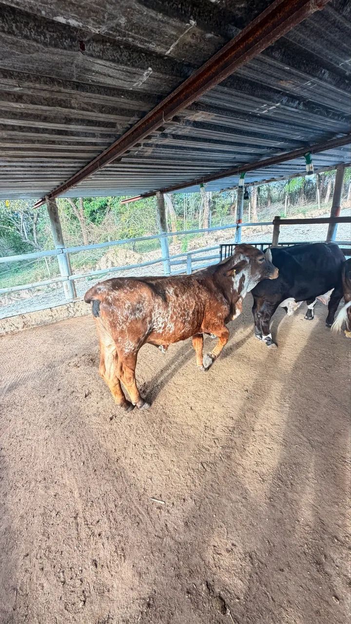Vendo mini vaca 