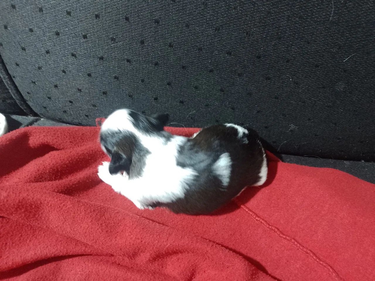 Cachorro  - Foto 3