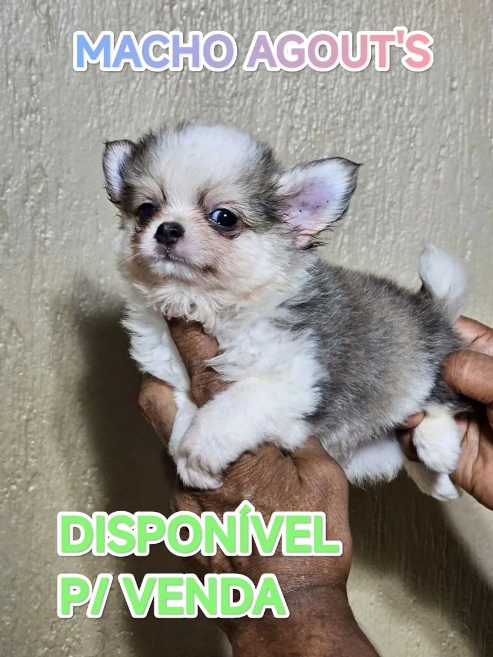Chihuahau 