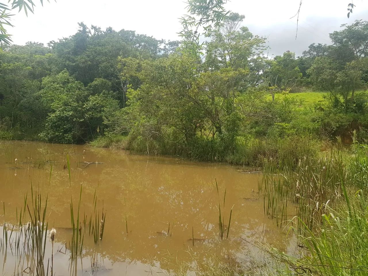 ÓTIMO TERRENO DE 8 A 20 HECTARES - Foto 4