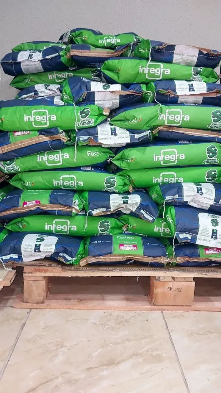 Semente de Mombaça 10kg revestida Facholli (Safra Nova) - Foto 4