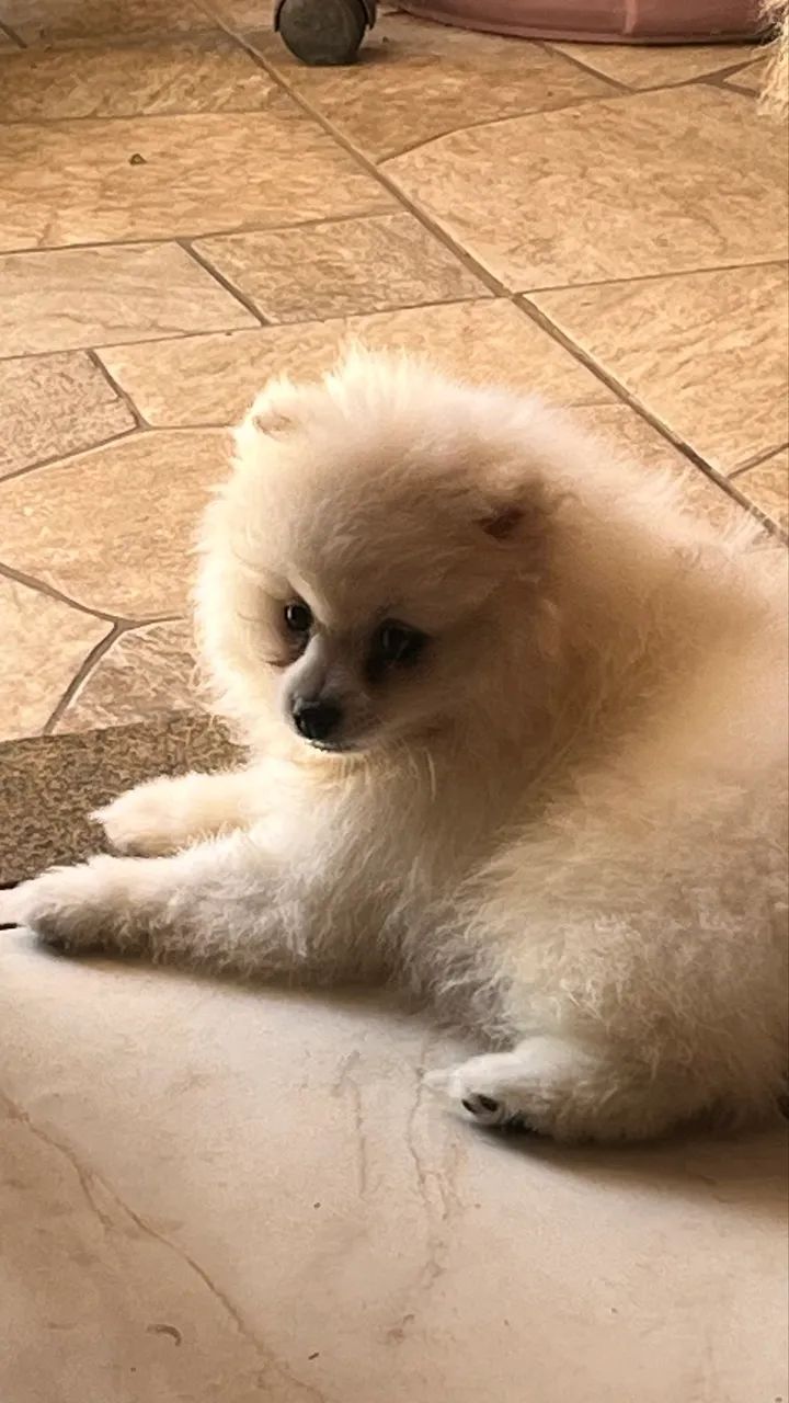 Spitz alemão  - Foto 2