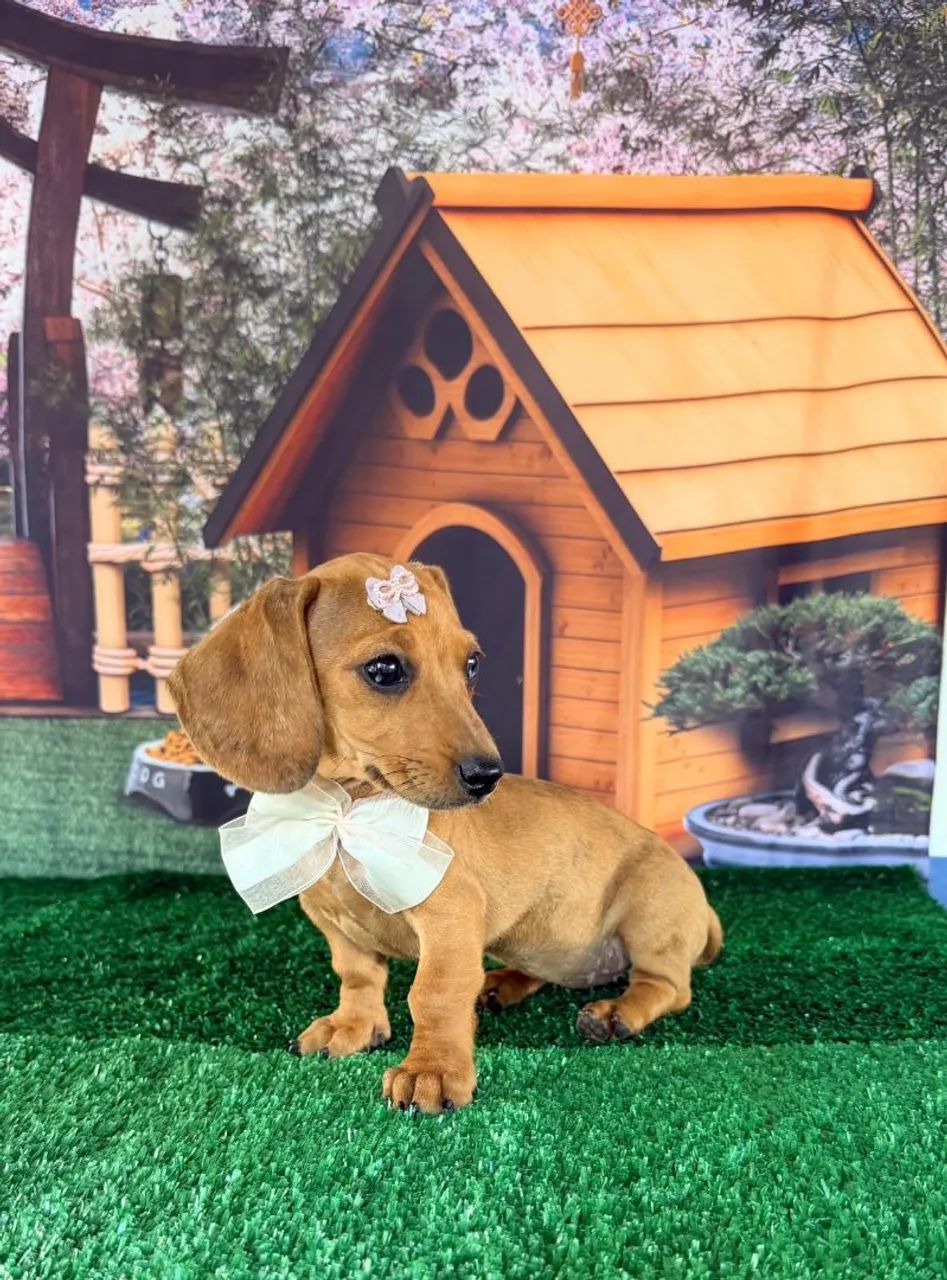 Dachshund filhotes  - Foto 2