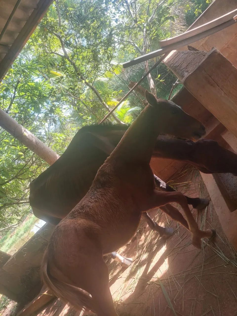Égua mas potro - Foto 2