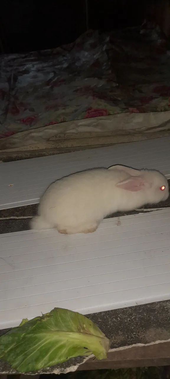 Coelhos - Foto 3