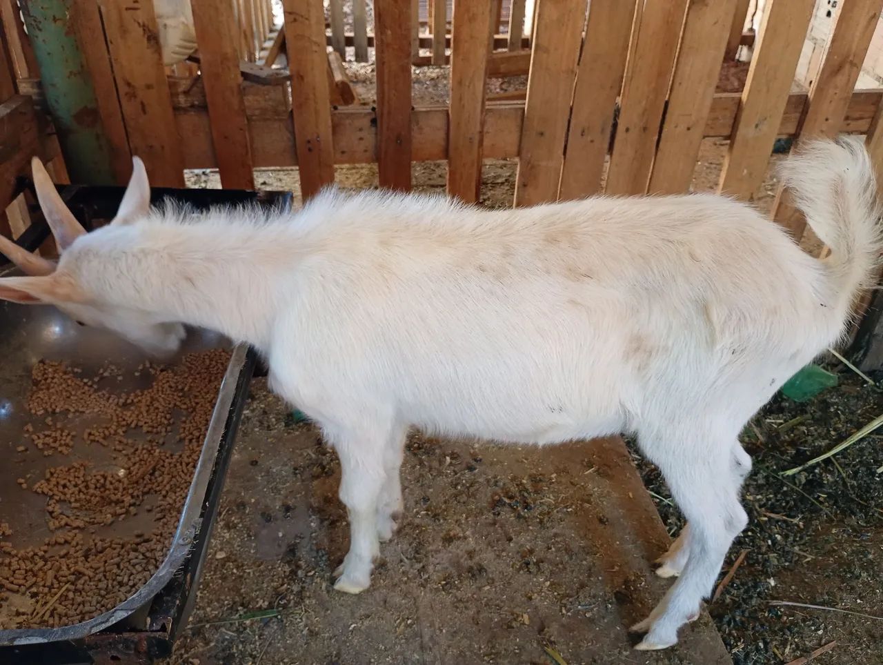 Vende-se bode da raça saanen  - Foto 3